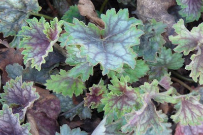 Damastbloem (Heuchera 'Beauty Color')