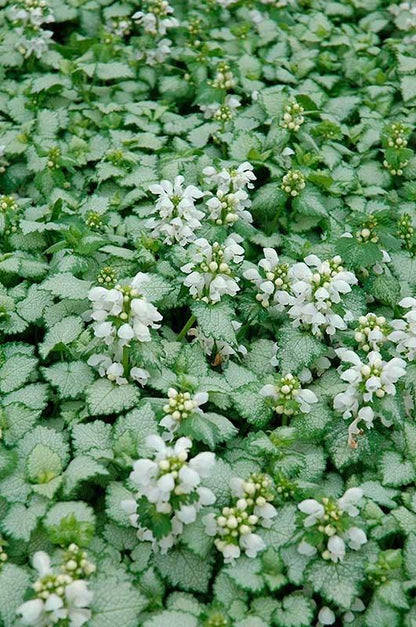Dovenetel (Lamium maculatum 'White Nancy') - Tuinplanten
