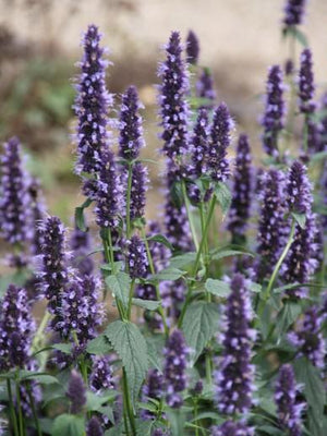 Dropplant (Agastache 'Black Adder')