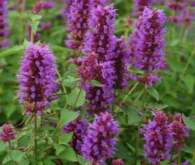 Dropplant (Agastache 'Blue Boa')