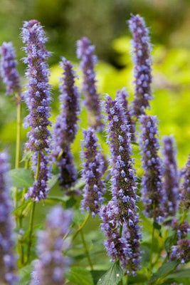 Dropplant (Agastache 'Blue Fortune')