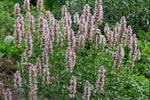 Dropplant (Agastache urticifolia 'Album') - Tuinplanten