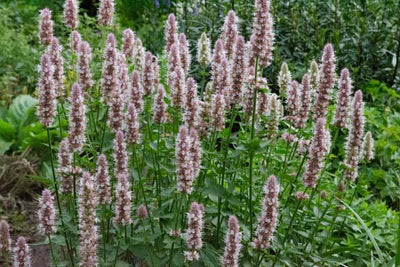 Dropplant (Agastache urticifolia 'Album')