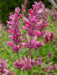 Dropplant (Agastache 'Red Fortune')