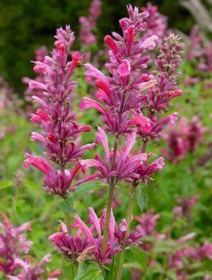 Dropplant (Agastache 'Red Fortune')