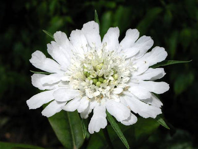 Duifkruid (Scabiosa caucasica 'Perfecta Alba')