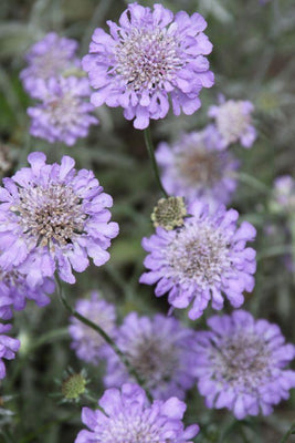 Duifkruid (Scabiosa columbaria ‘Butterfly Blue’)