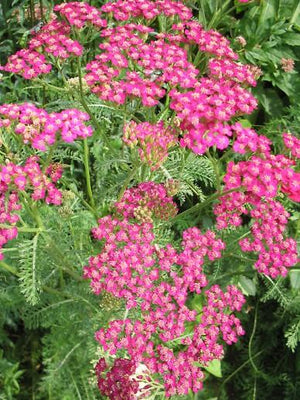 Duizendblad (Achillea millefolium 'Cerise Queen')