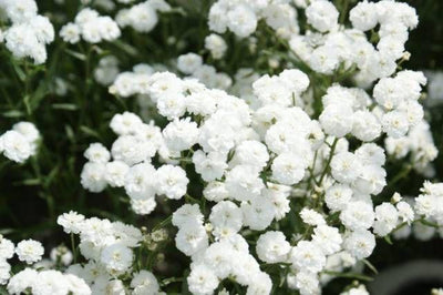 Duizendblad (Achillea ptarmica 'The Pearl')