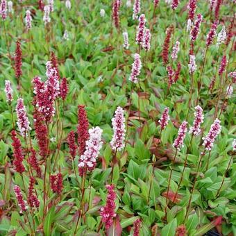 Duizendknoop (Persicaria affinis ‘Superba’)