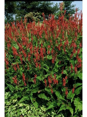 Duizendknoop (Persicaria ampl. 'Speciosa')