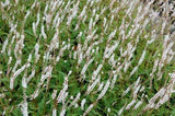 Duizendknoop (Persicaria ampl Alba)