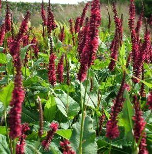 Duizendknoop (Persicaria ampl Blackfield)