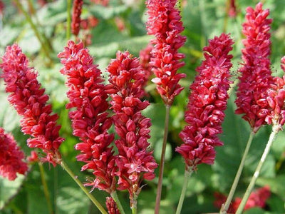 Duizendknoop (Persicaria ampl J.S Delgado Macho)