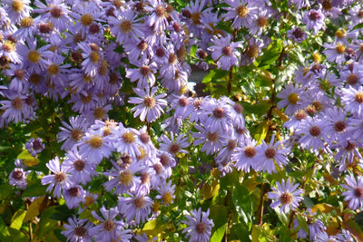 Dwerg aster (Aster ageratoides 'Asran')