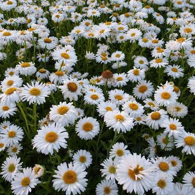 Dwerg aster (Aster alpinus 'Albus')