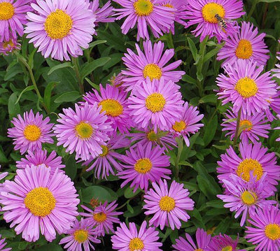 Dwerg aster (Aster alpinus 'Happy End')