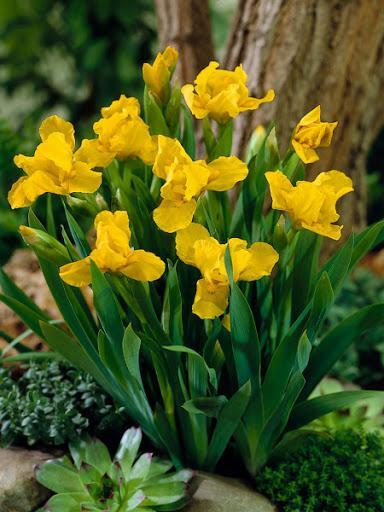 Dwergiris (Iris (P) 'Brassie') - Tuinplanten