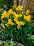 Dwergiris (Iris (P) 'Brassie')