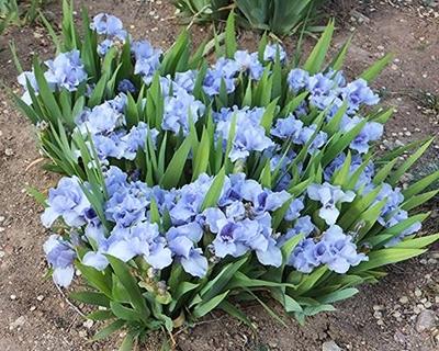 Dwergiris (Iris (P) 'Azurea')