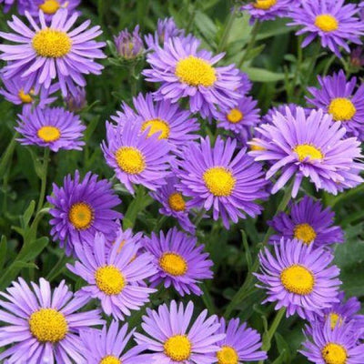 Dwerk aster (Aster alpinus 'Dunkle Schone')