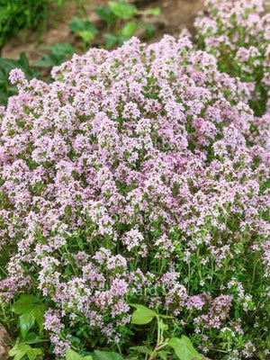 Echte tijm (Thymus vulgaris 'Compactus')