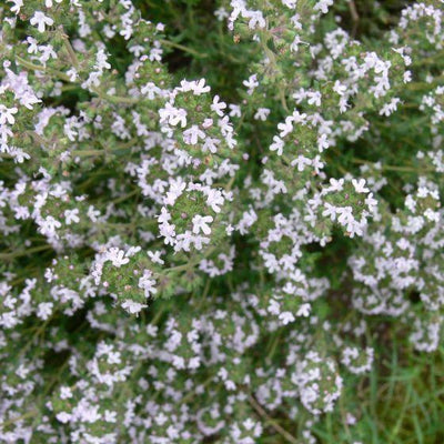 Echte tijm (Thymus vulgarus)