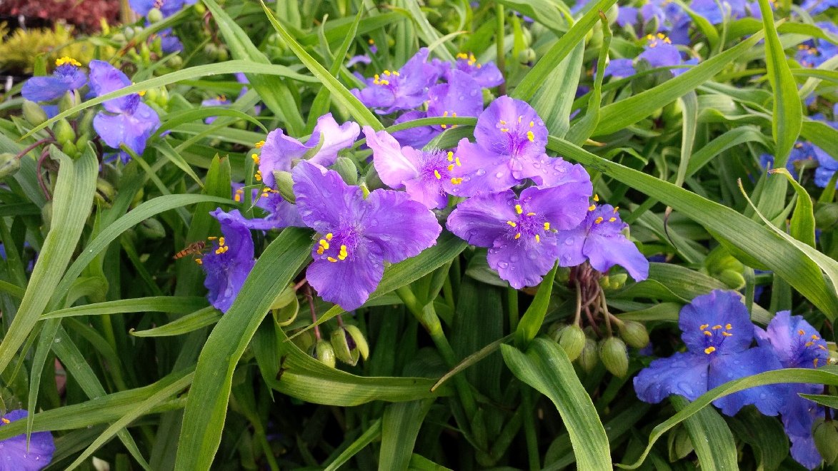 Eendagsbloem (Tradescantia (A) 'Bilberry Ice') - Tuinplanten