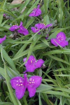 Eendagsbloem (Tradescantia (A) 'Karminglut')