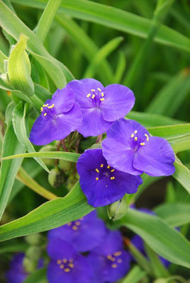 Eendagsbloem (Tradescantia (A) 'Zwanenburg Blue')