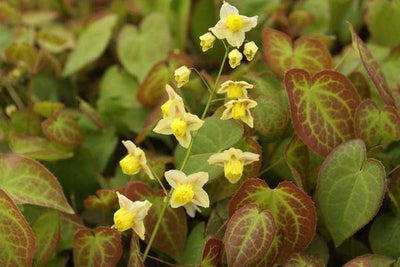 Elfenbloem (Epimedium versicolor 'Sulphureum')