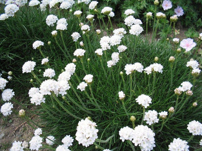 Engels gras (Armeria maritima 'Alba')