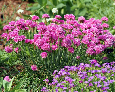 Engels gras (Armeria maritima 'Splendens')