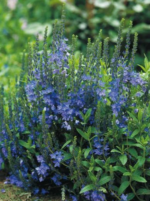 Ereprijs (Veronica austriaca)