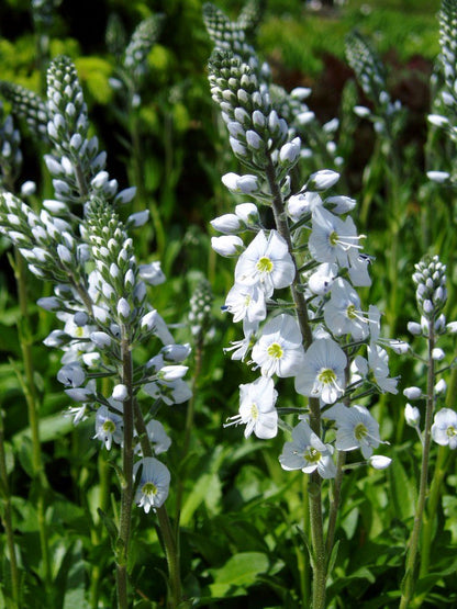 Ereprijs (Veronica gentianoides) - Tuinplanten