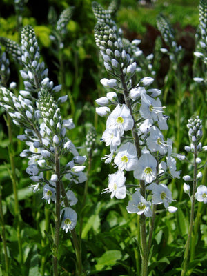 Ereprijs (Veronica gentianoides)