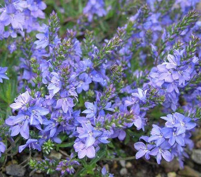 Ereprijs (Veronica prostata 'Nestor')