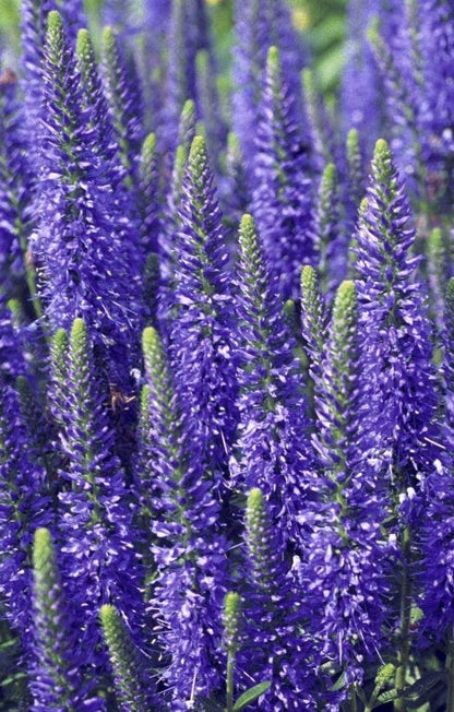 Ereprijs (Veronica spicata 'Blue') - Tuinplanten