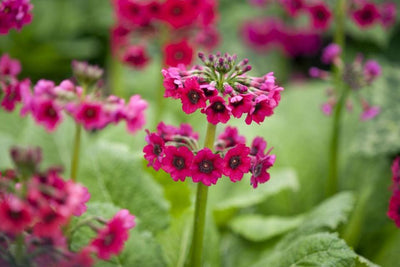 Etage primula (Primula japonica 'Miller's Crimson')