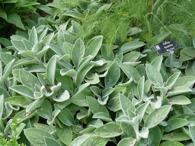 Ezelsoor (Stachys byzantina 'Helene Von Stein' ( Big Ears ))