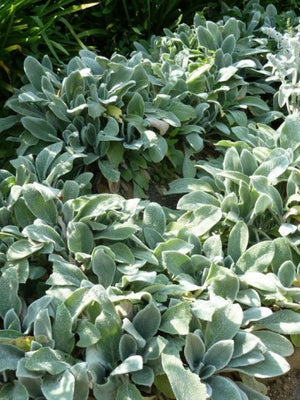 Ezelsoor (Stachys byzantina 'Silver Carpet')