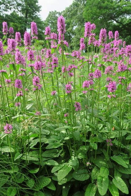 Ezelsoor (Stachys monieri 'Hummelo)