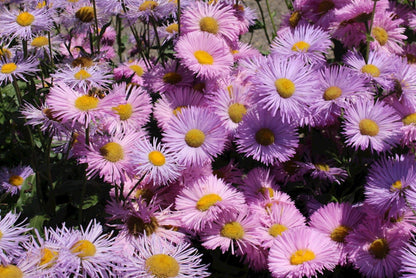 Fijnstraal (Erigeron 'Rosa Juwel') - Tuinplanten