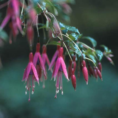 Fuchsia (Fuchsia 'Riccartonii')