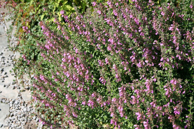 Gamander (Teucrium chamaedrys)