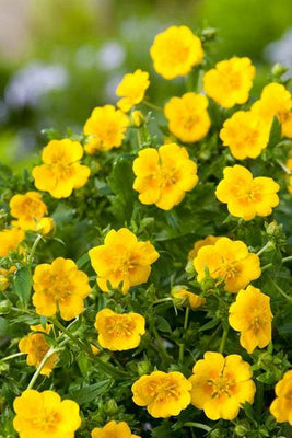 Ganzerik (Potentilla aurea 'Senior')