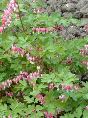 Gebroken hartjes (Dicentra spectabilis)