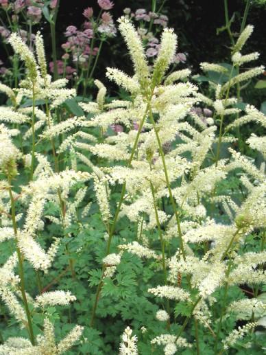 Geitebaard (Aruncus aethusifolius) - Tuinplanten