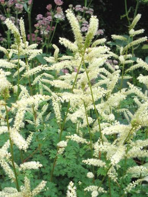 Geitebaard (Aruncus aethusifolius)