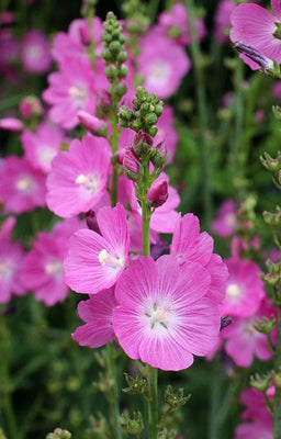 Griekse malva (Sidalcea 'Purpetta')